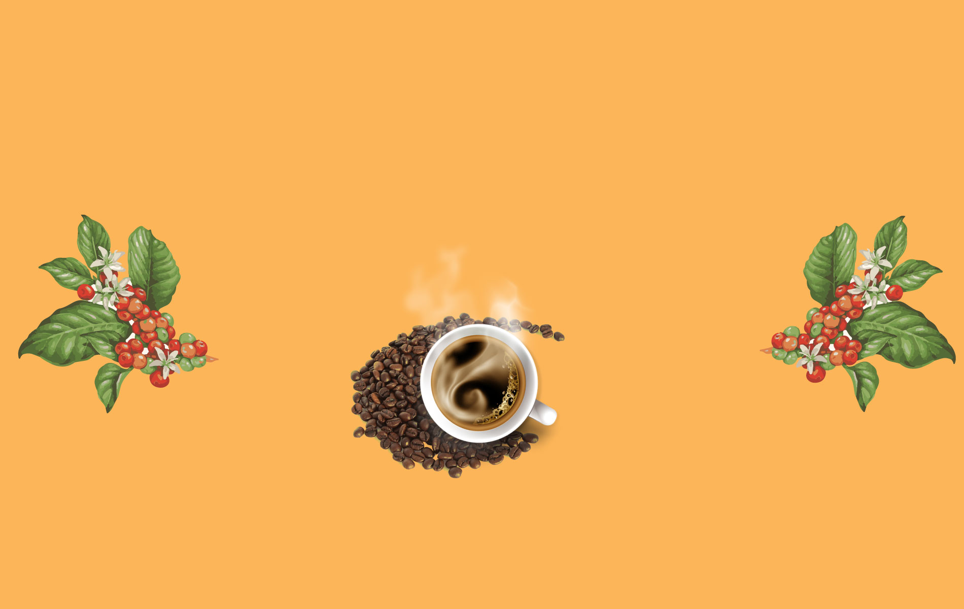 Mô tả chỉ dẫn địa lý Cà phê Buôn Ma Thuột – Buon Ma Thuot Coffee