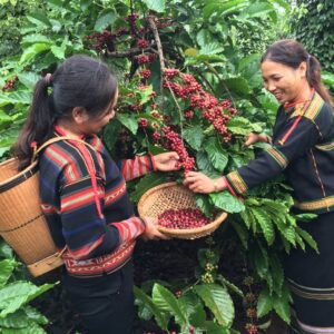 htxeatucafe-eatucoffee-caphedacsanvietnam-cacphehuuco-caphesachdaklak-167 htxeatucafe-eatucoffee-caphedacsanvietnam-cacphehuuco-caphesachdaklak-167