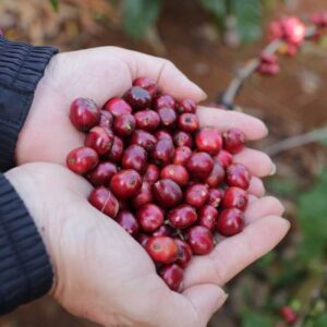 htxeatucafe-eatucoffee-caphedacsanvietnam-cacphehuuco-caphesachdaklak-168 htxeatucafe-eatucoffee-caphedacsanvietnam-cacphehuuco-caphesachdaklak-168
