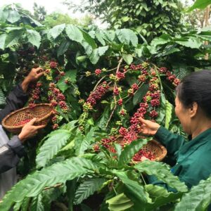 htxeatucafe-eatucoffee-caphedacsanvietnam-cacphehuuco-caphesachdaklak-213 htxeatucafe-eatucoffee-caphedacsanvietnam-cacphehuuco-caphesachdaklak-213