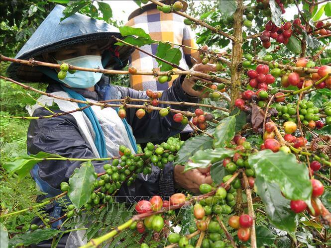 Hiệp hội cà phê Buôn Ma Thuột thị sát đề án cà phê xứ lạnh (cà phê dòng Arabica) của tỉnh Kontum