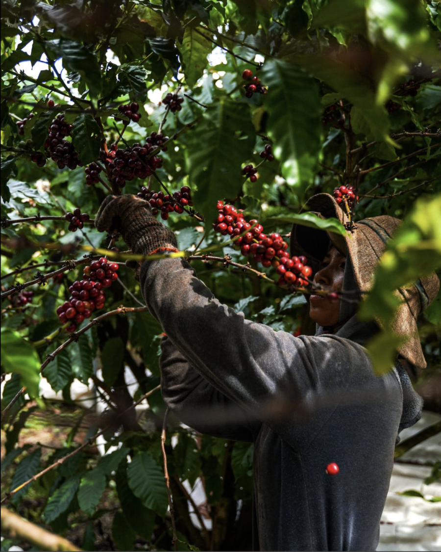 Prime Coffee | Robusta: Câu chuyện giá trị không bắt đầu từ lên men